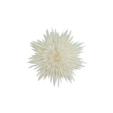 Maja 50 tähti, White